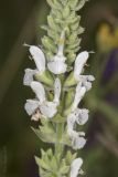 Salvia tesquicola