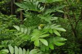 Calliandra haematocephala. Часть ветви с нераспустившимся соцветием (белоцветковая форма). Сингапур, Singapore Botanic Gardens. 18.08.2014.