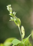 Thermopsis lupinoides. Соцветие в бутонах. Мурманск, МГГУ, в культуре. 23.06.2015.