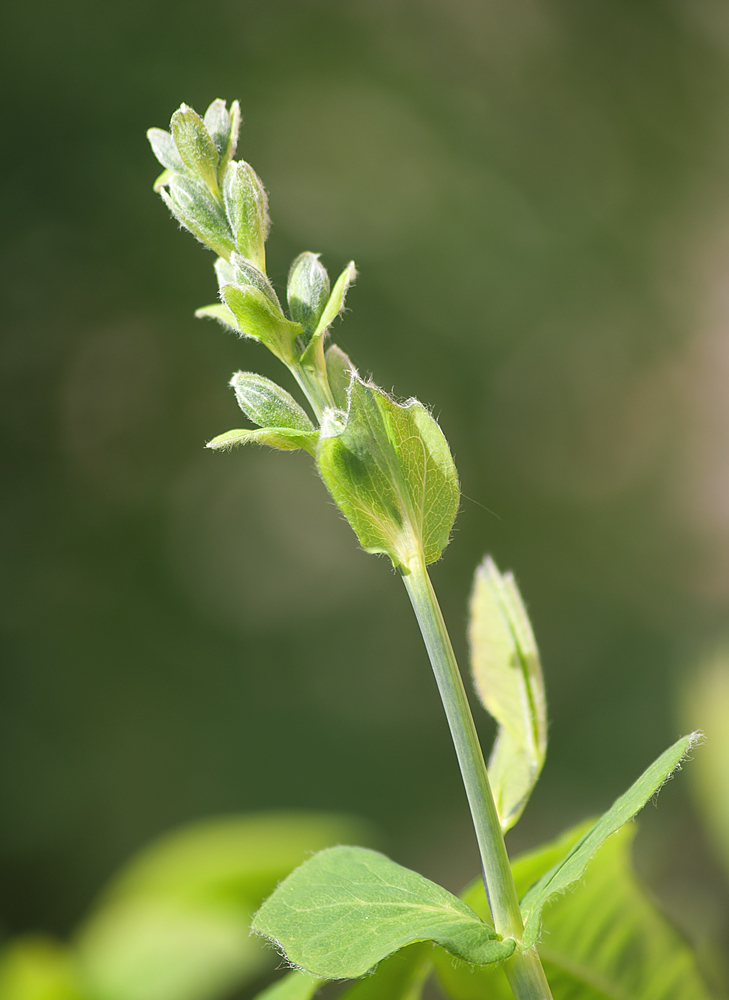 Изображение особи Thermopsis lupinoides.