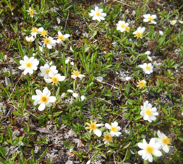 Image of Dryas punctata specimen.