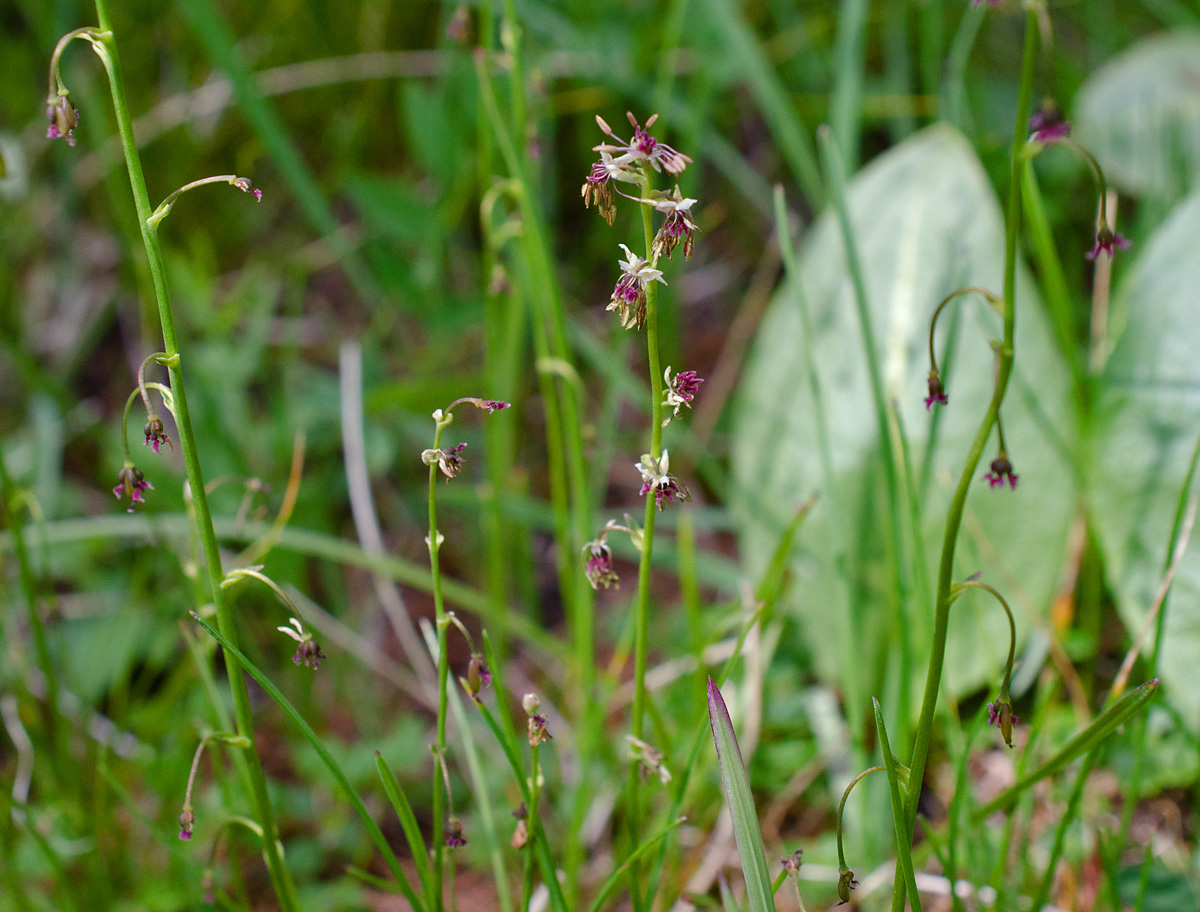 Изображение особи Thalictrum alpinum.