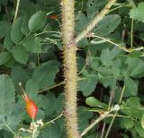 genus Rosa. Часть побега с шипами, плодом и листьями (белоцветковая форма). Восточный Казахстан, г. Усть-Каменогорск, правый берег р. Иртыш. 09.08.2014.