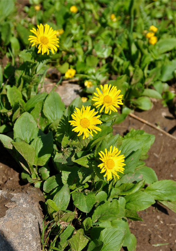 Изображение особи Doronicum altaicum.