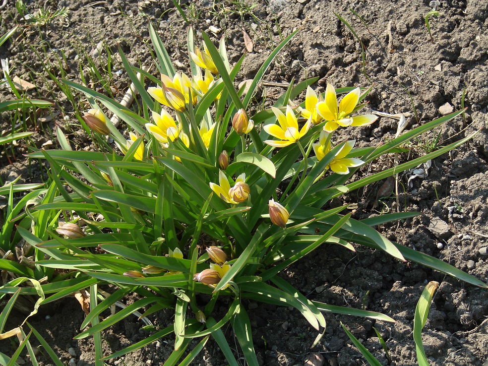 Image of Tulipa tarda specimen.