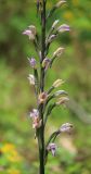 Limodorum abortivum