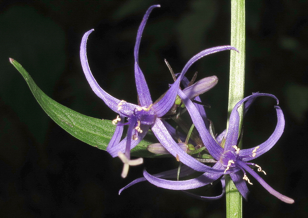 Image of Asyneuma japonicum specimen.