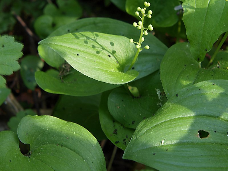 Изображение особи Maianthemum bifolium.