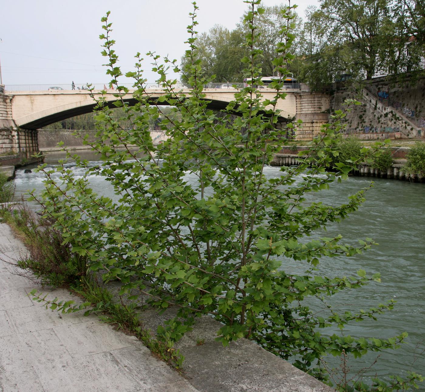 Image of Platanus &times; acerifolia specimen.