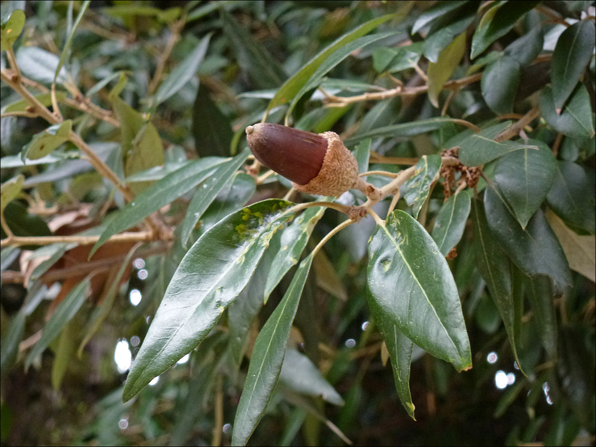 Изображение особи Quercus ilex.