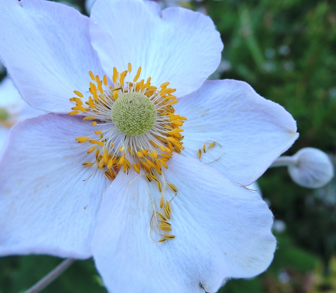 Изображение особи Anemone hupehensis.