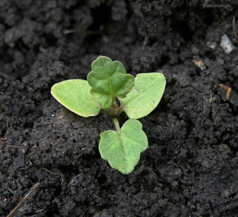 Image of Althaea officinalis specimen.