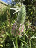 Trifolium angustifolium. Соцветие. Испания, автономное сообщество Каталония, провинция Жирона, комарка Баш Эмпорда, муниципалитет Калонже. 14.04.2016.