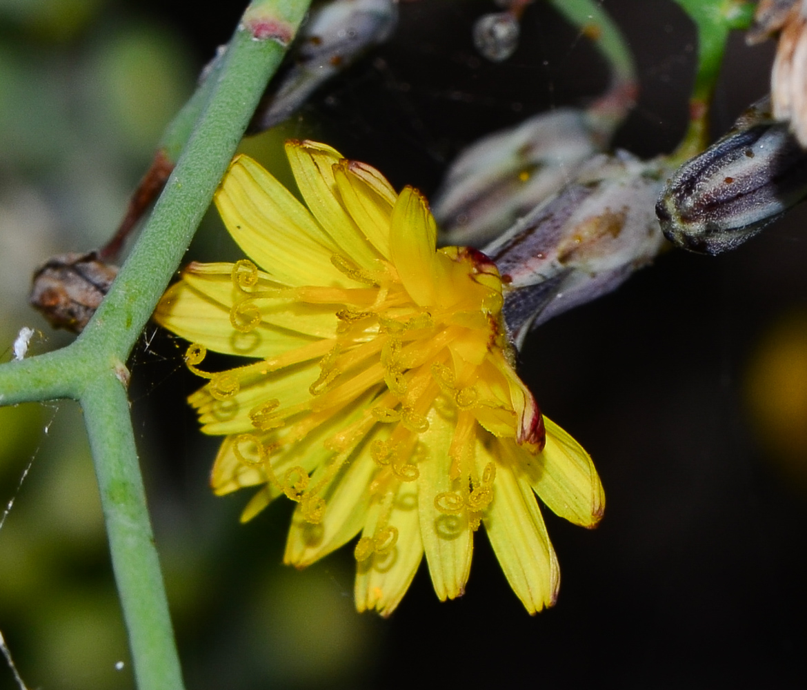 Image of Launaea arborescens specimen.