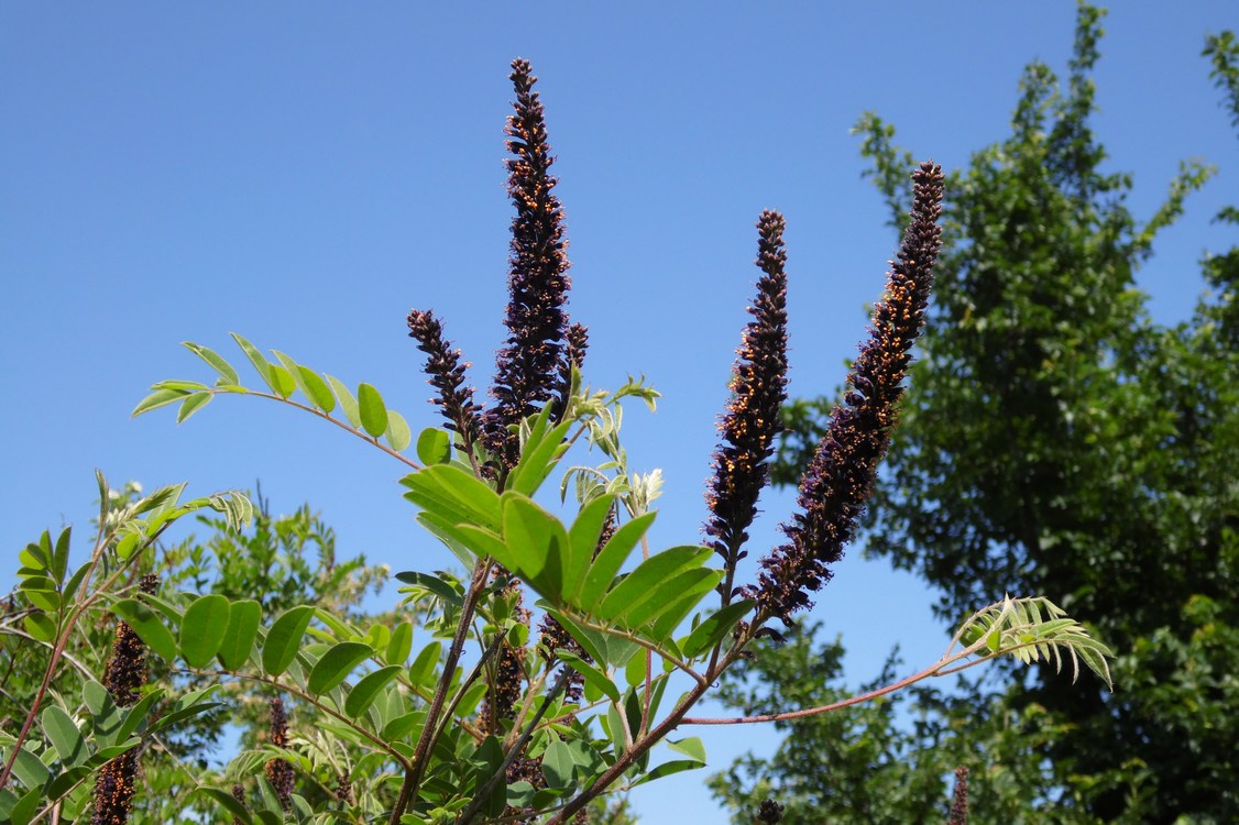 Изображение особи Amorpha fruticosa.