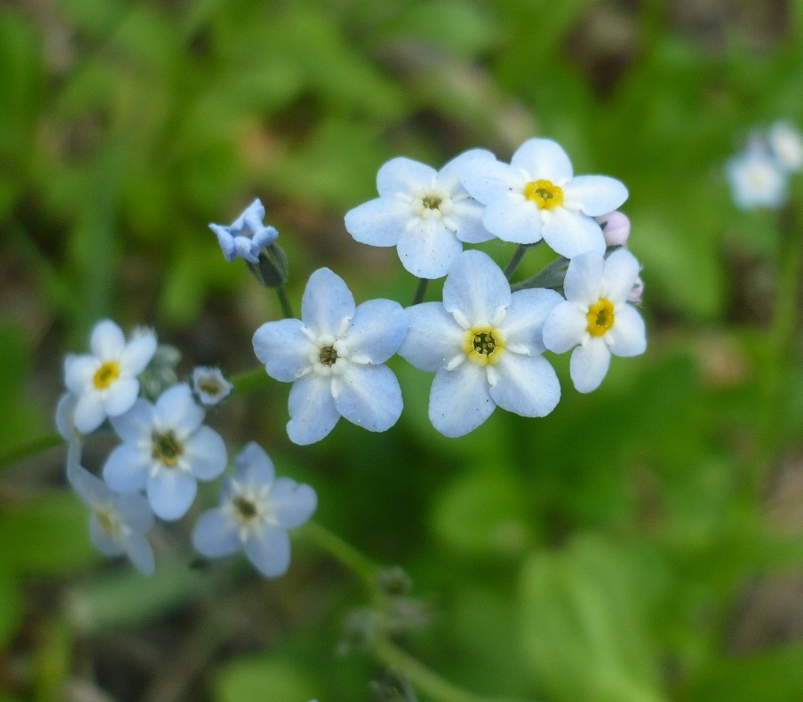 Image of genus Myosotis specimen.