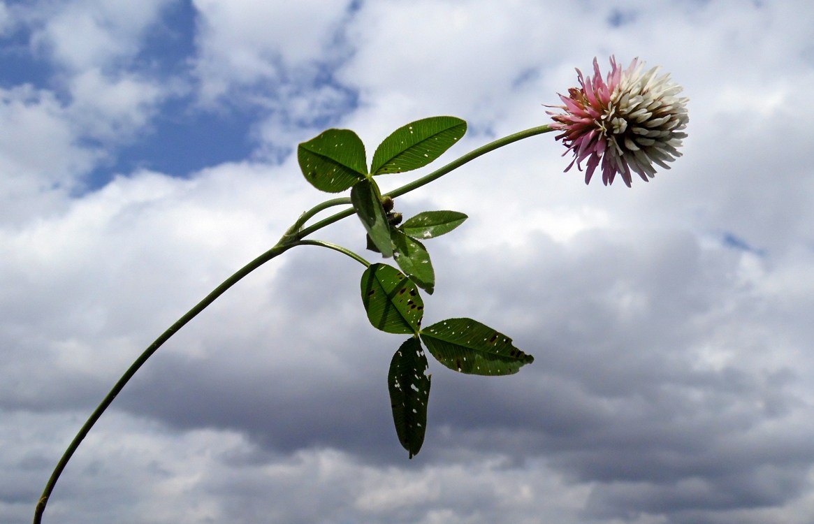 Image of Trifolium ambiguum specimen.