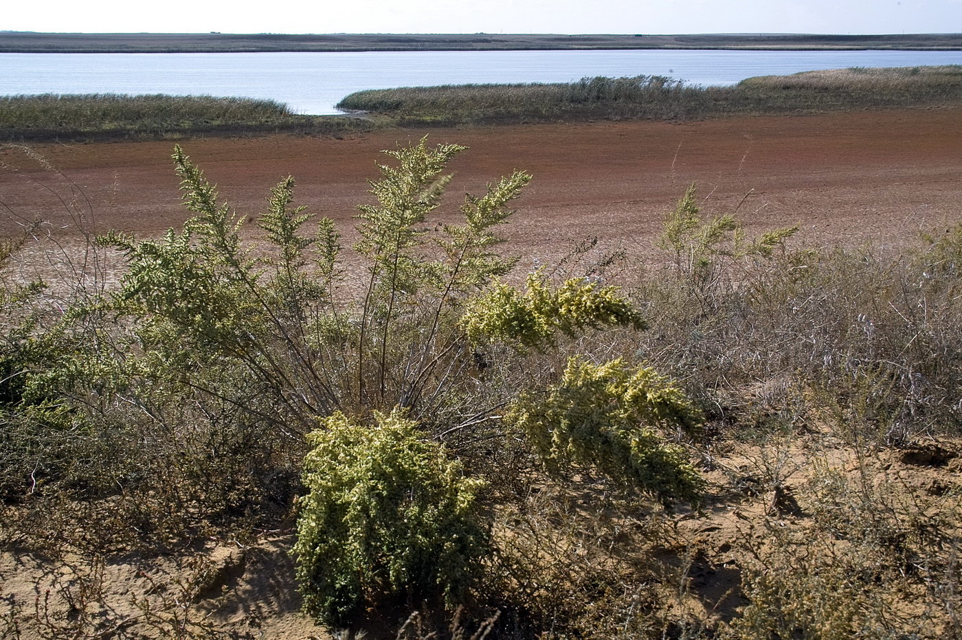 Изображение особи Salsola dendroides.