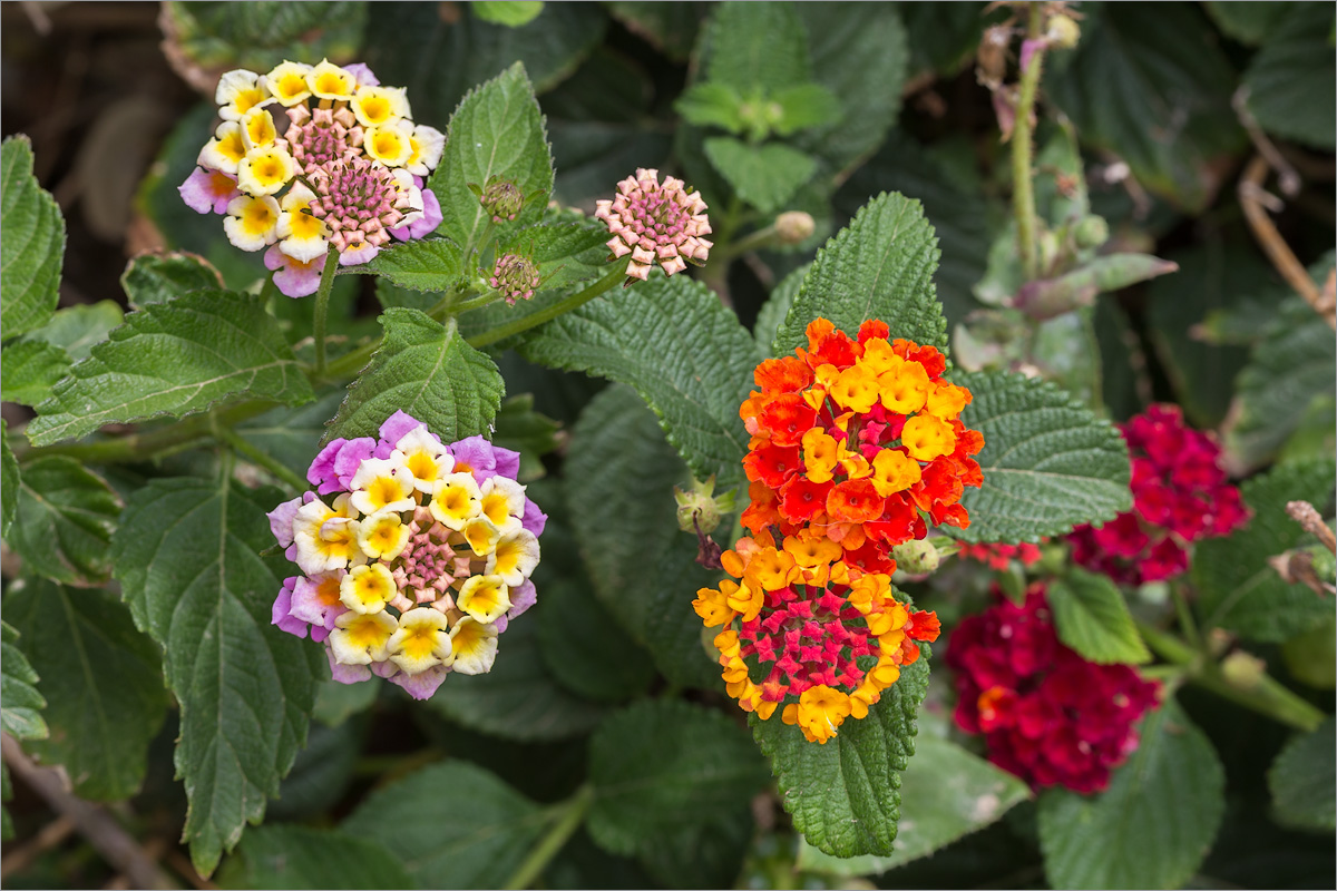 Image of Lantana camara specimen.