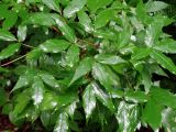 Acer mandshuricum