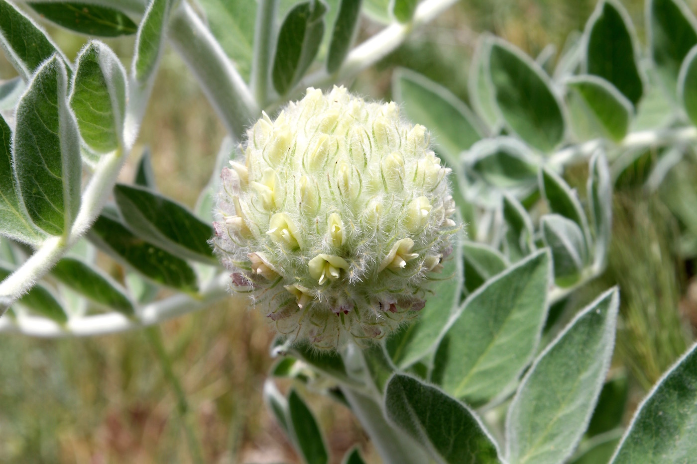 Image of Astragalus eximius specimen.