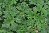 Geranium himalayense