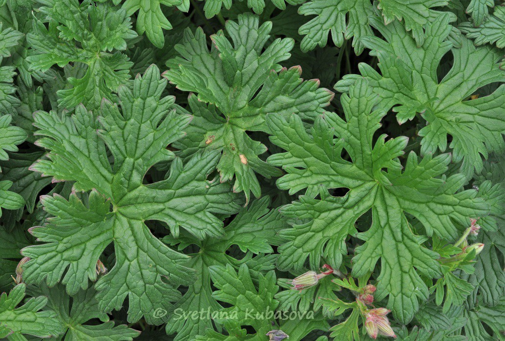 Image of Geranium himalayense specimen.