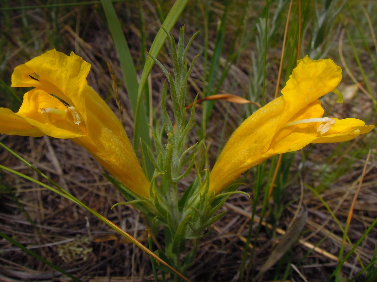 Image of Cymbaria daurica specimen.