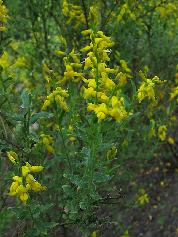 Изображение особи Genista germanica.