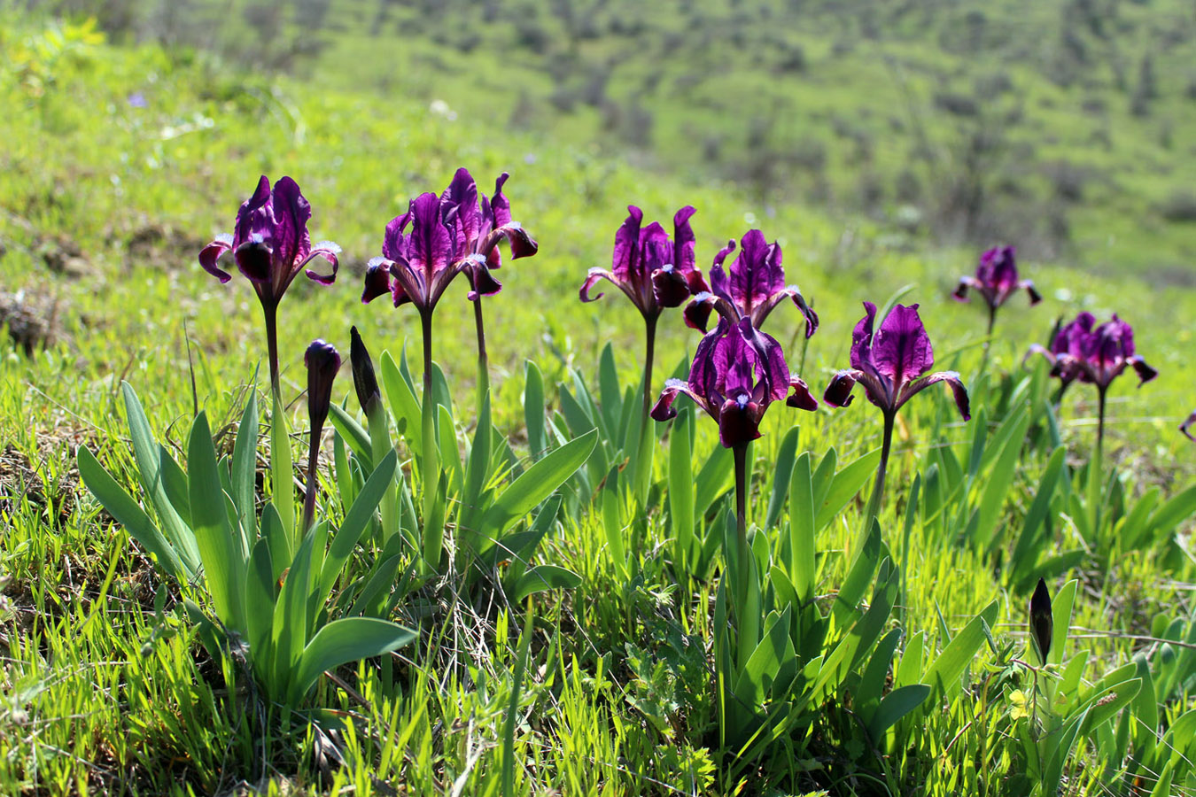 Изображение особи Iris pumila.