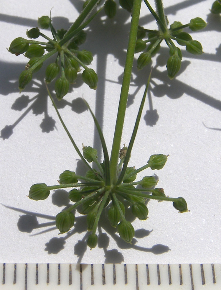 Image of Aethusa cynapium specimen.