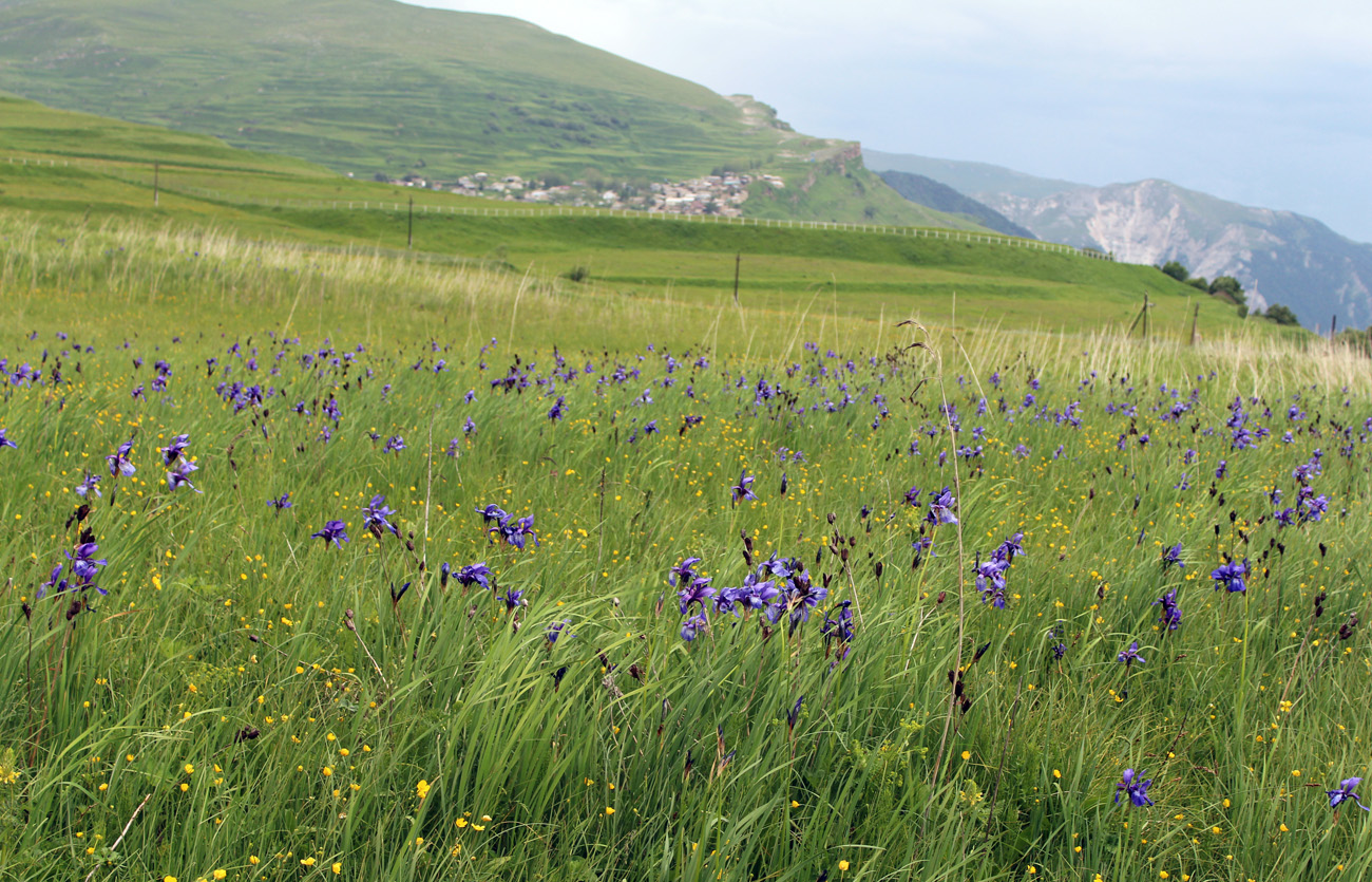 Image of Iris sibirica specimen.