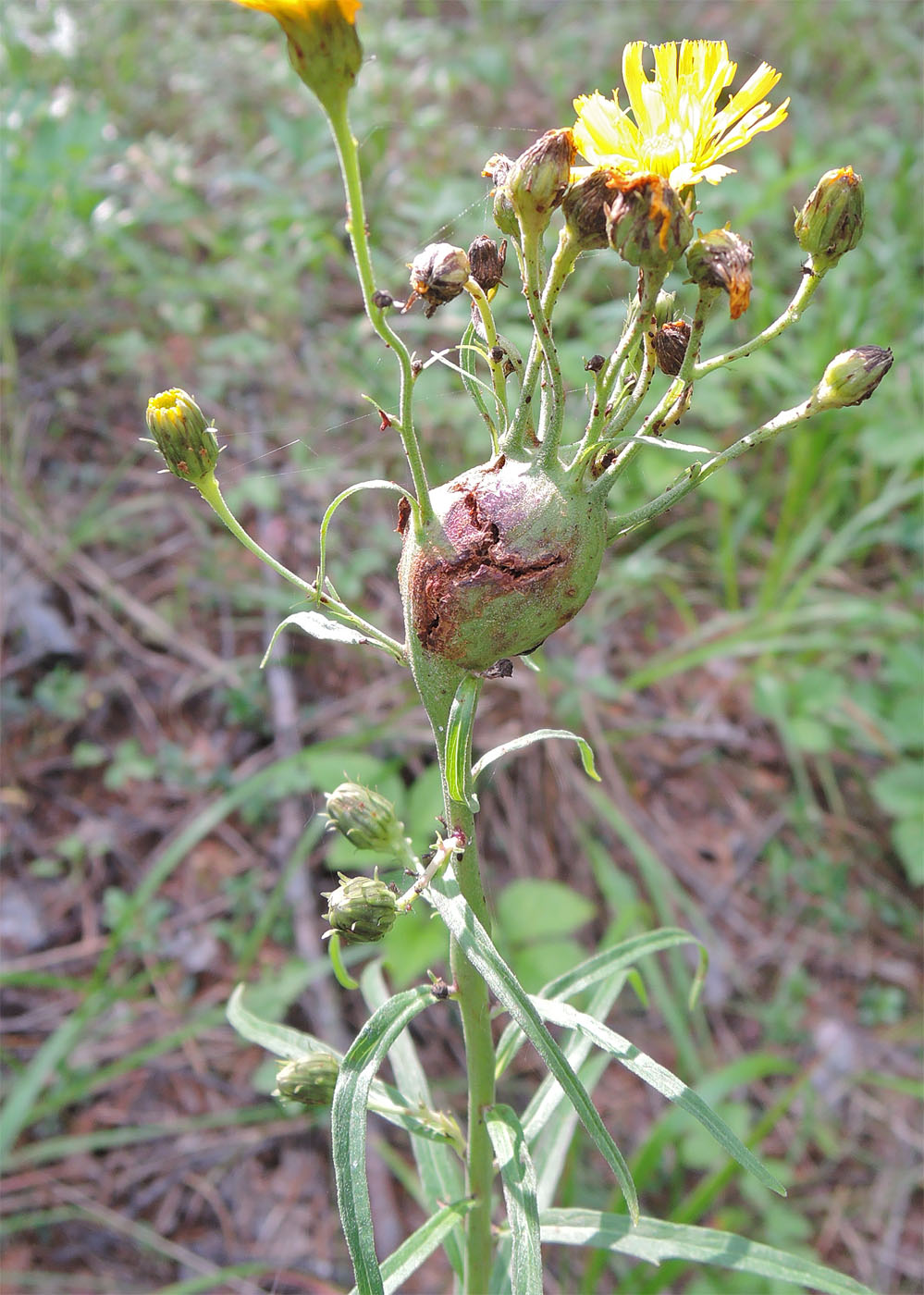 Image of Hieracium umbellatum specimen.