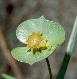 Euphorbia leptocaula