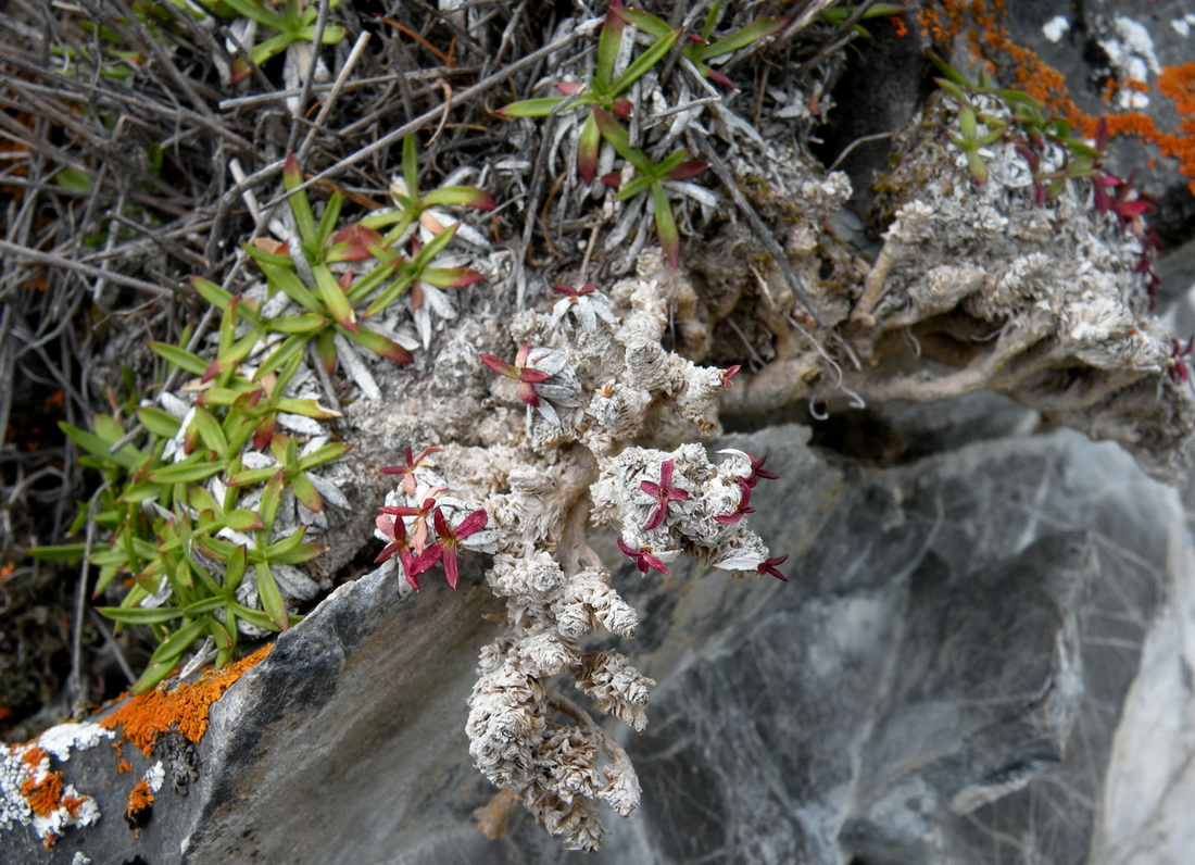 Image of Silene turgida specimen.