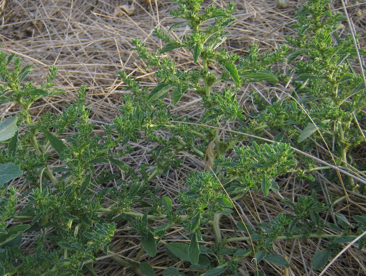 Image of Amaranthus albus specimen.