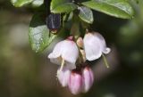 Vaccinium vitis-idaea. Верхушка побега с соцветием и притаившимся жуком. Тверская обл., Кимрский р-н, окр. дер. Ларцево, лес. 01.06.2016.