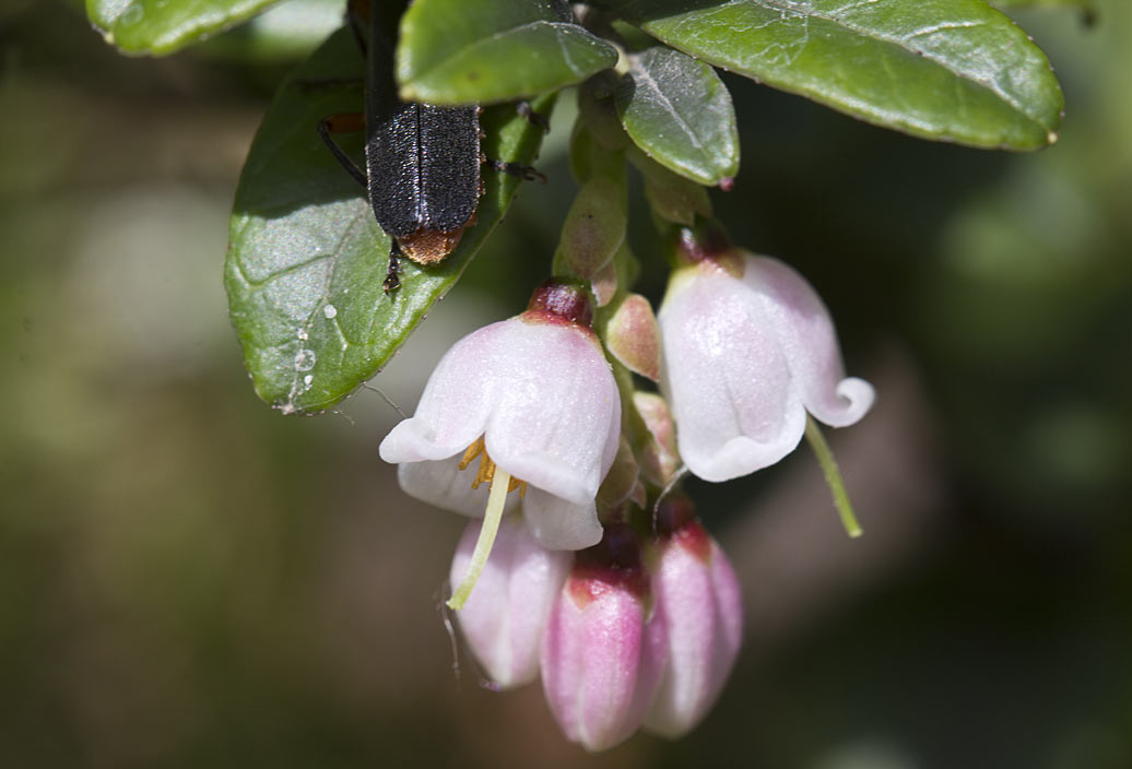 Image of Vaccinium vitis-idaea specimen.