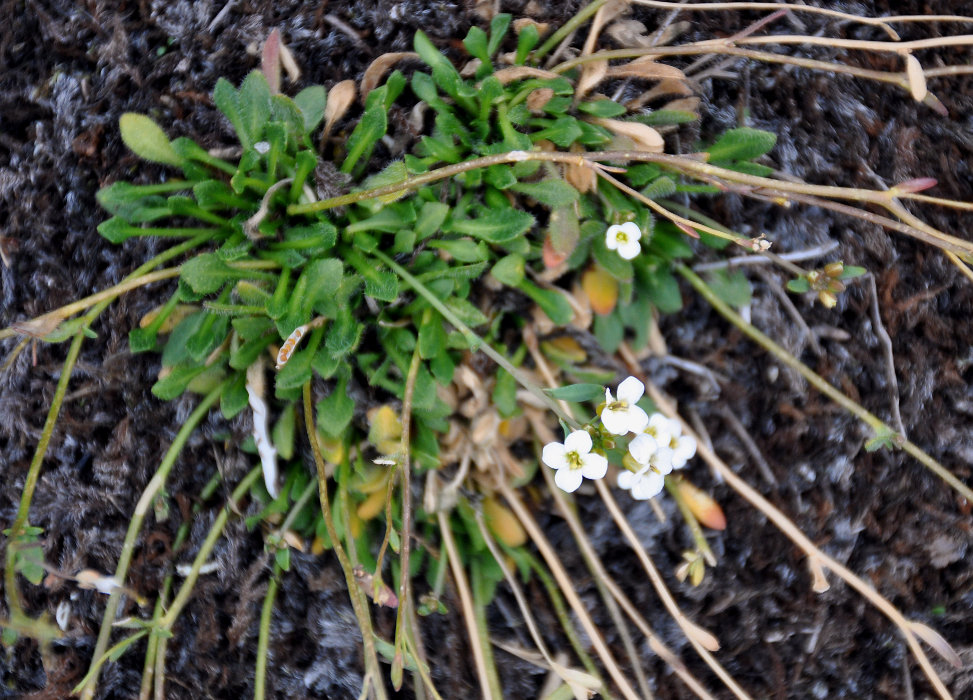 Изображение особи Arabidopsis petraea.