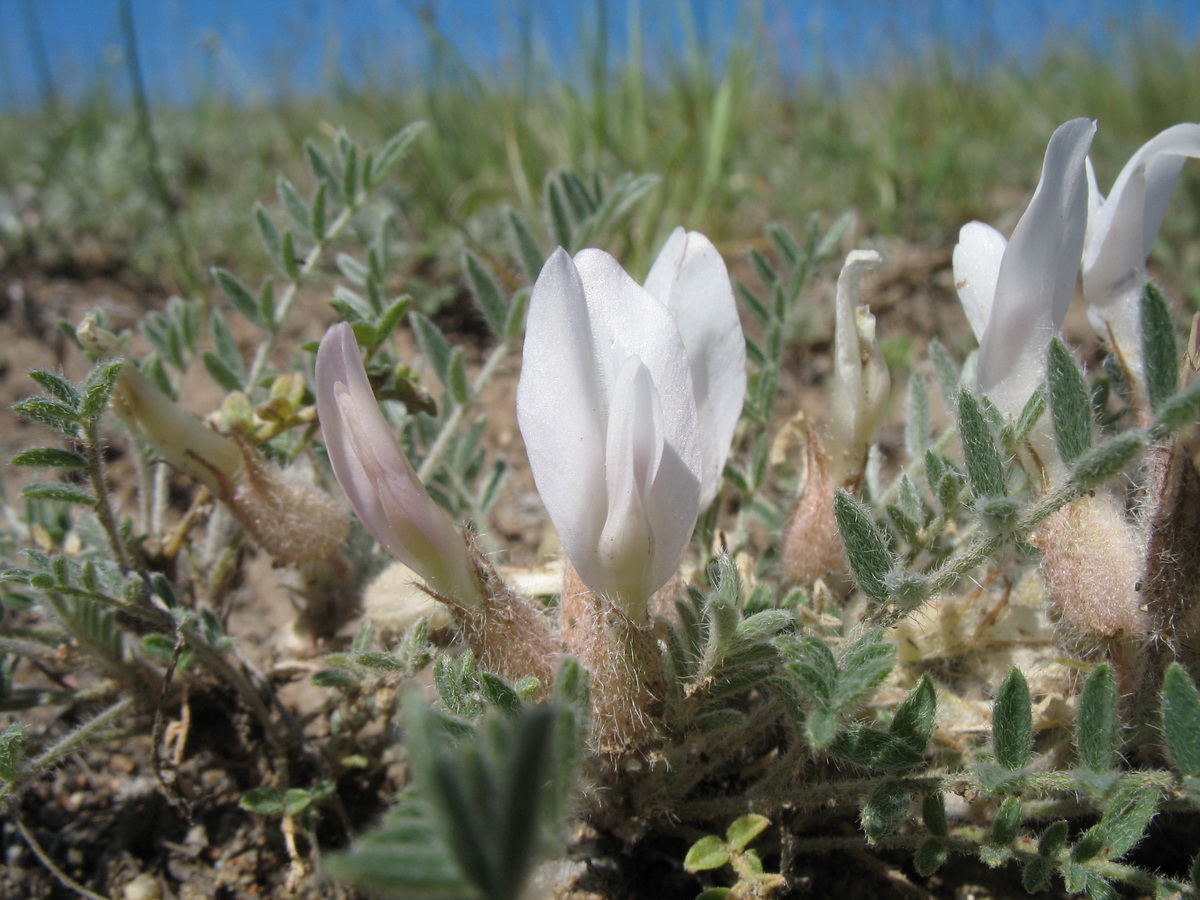 Image of Astragalus sareptanus specimen.