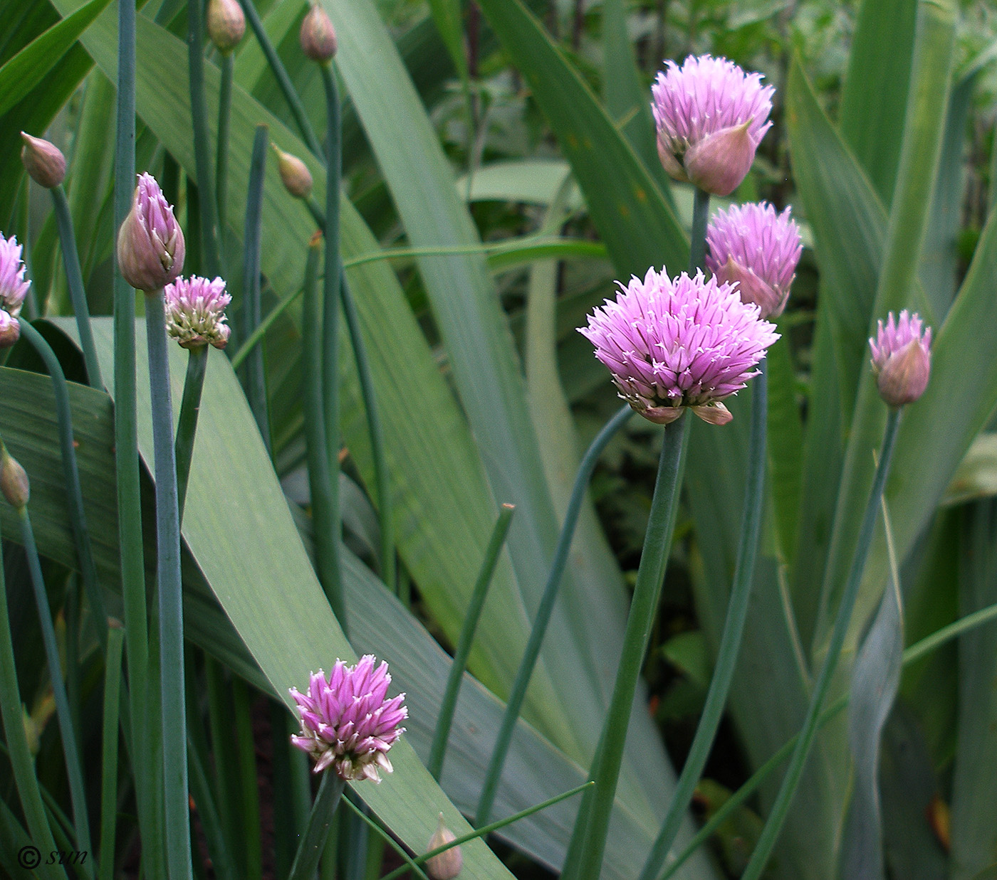 Изображение особи Allium schoenoprasum.