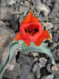 Tulipa alberti. Цветущее растение на щебнистой осыпи. Казахстан, Сырдарьинский Каратау, Каратауский заповедник, ур. Казанбулак. 24.04.2013.
