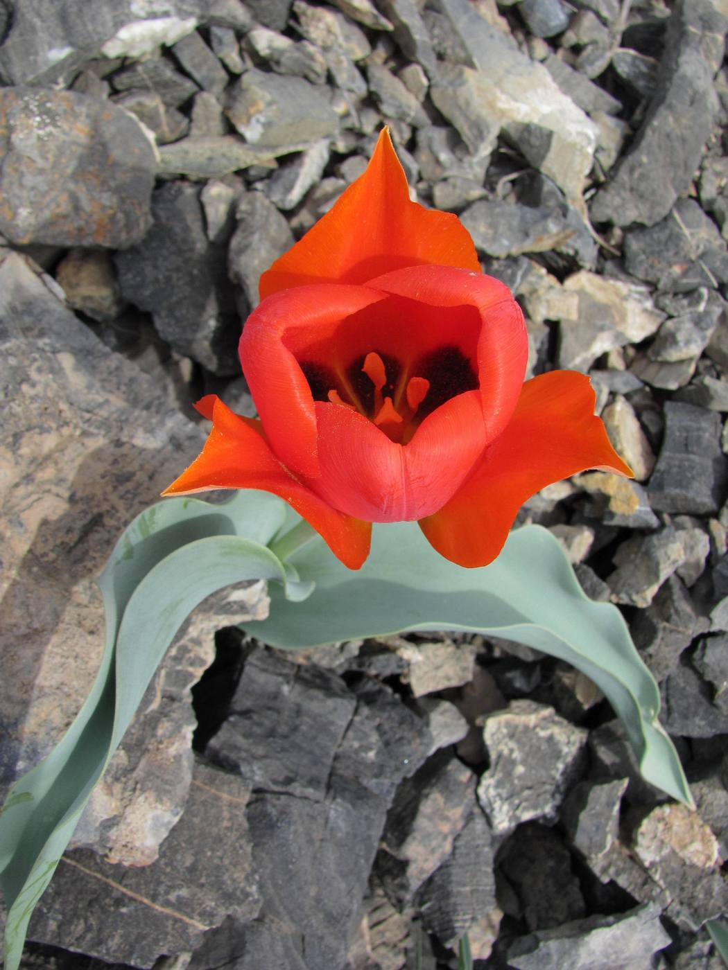 Image of Tulipa alberti specimen.