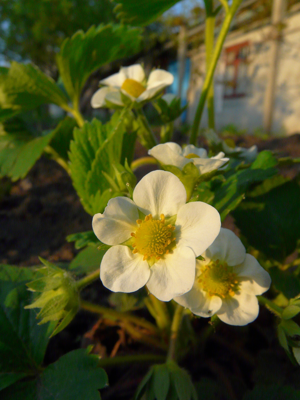 Image of Fragaria &times; ananassa specimen.