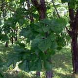 Quercus mongolica