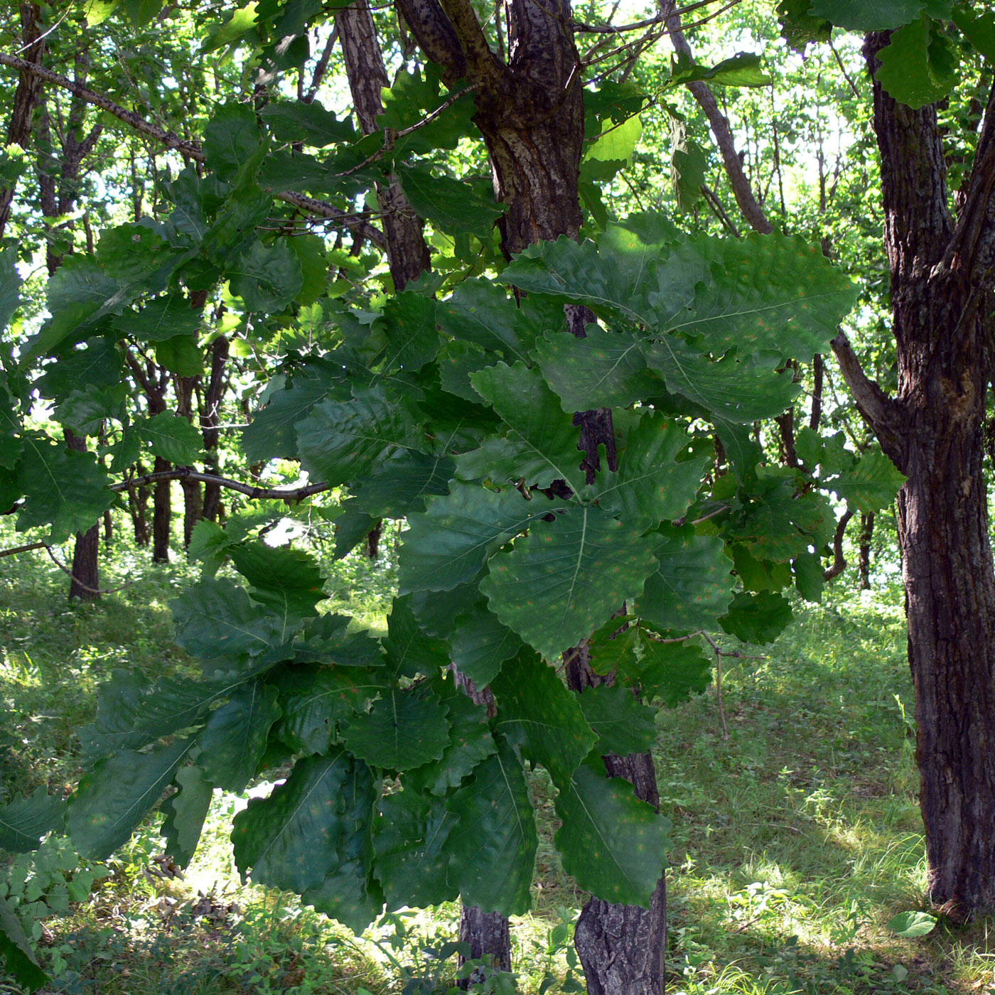 Изображение особи Quercus mongolica.