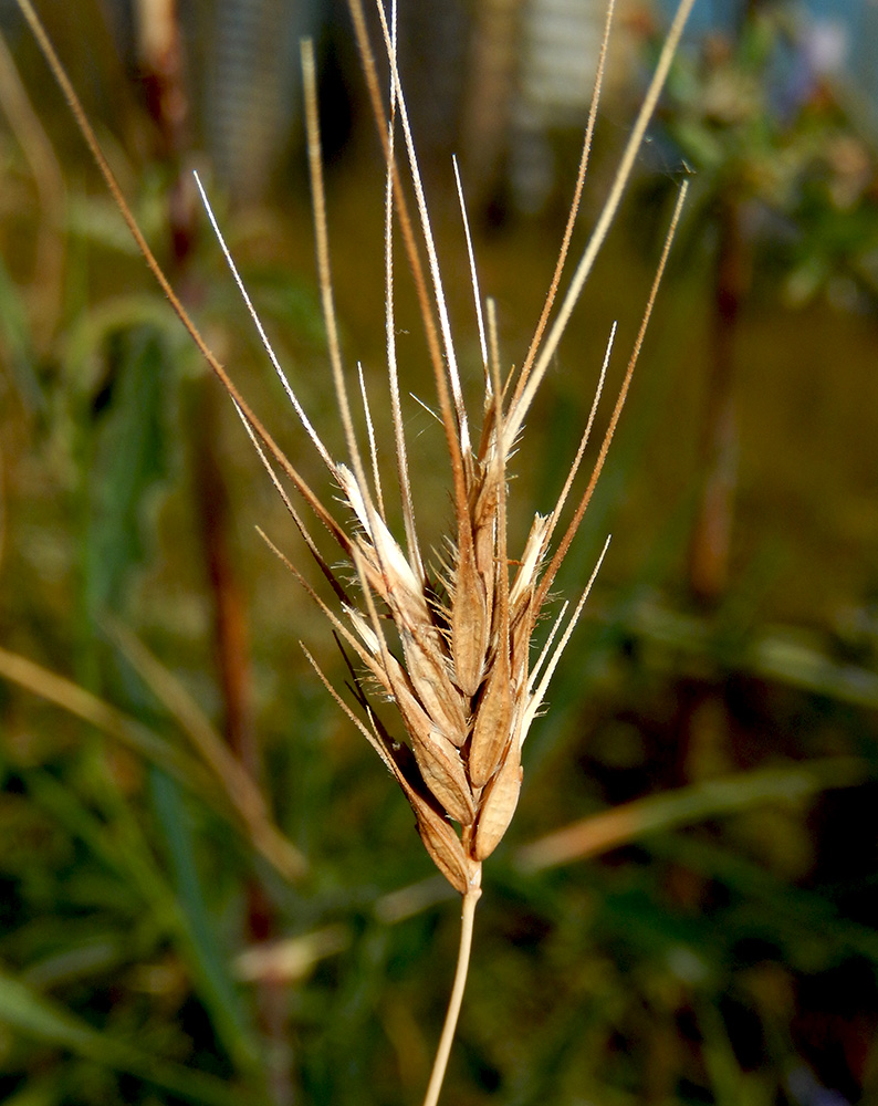 Image of Dasypyrum villosum specimen.