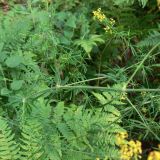 Galium verum