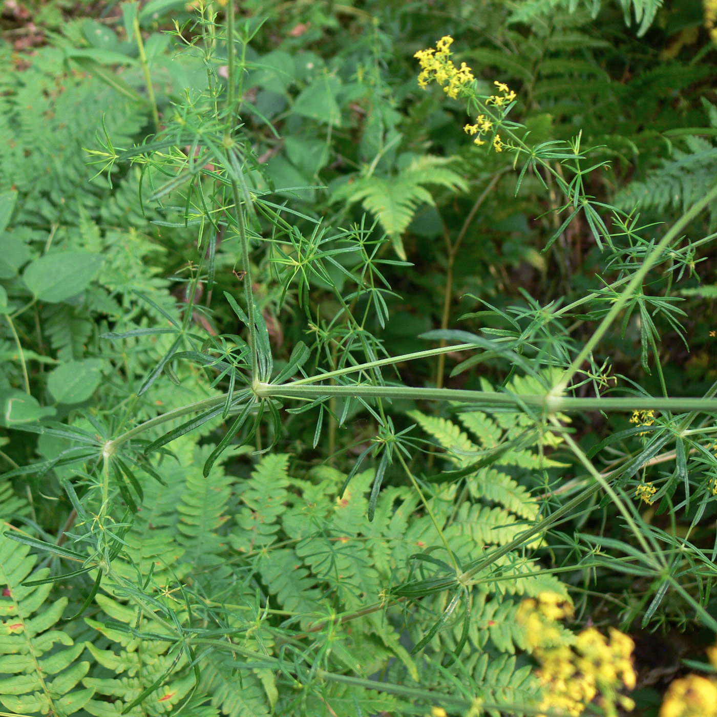 Image of Galium verum specimen.
