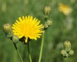 Sonchus arvensis. Верхушки побегов с распустившимся и нераспустившимися соцветиями. Амурская обл., Бурейский р-н, правый берег р. Бурея, окр. с. Малиновка. 18.07.2016.